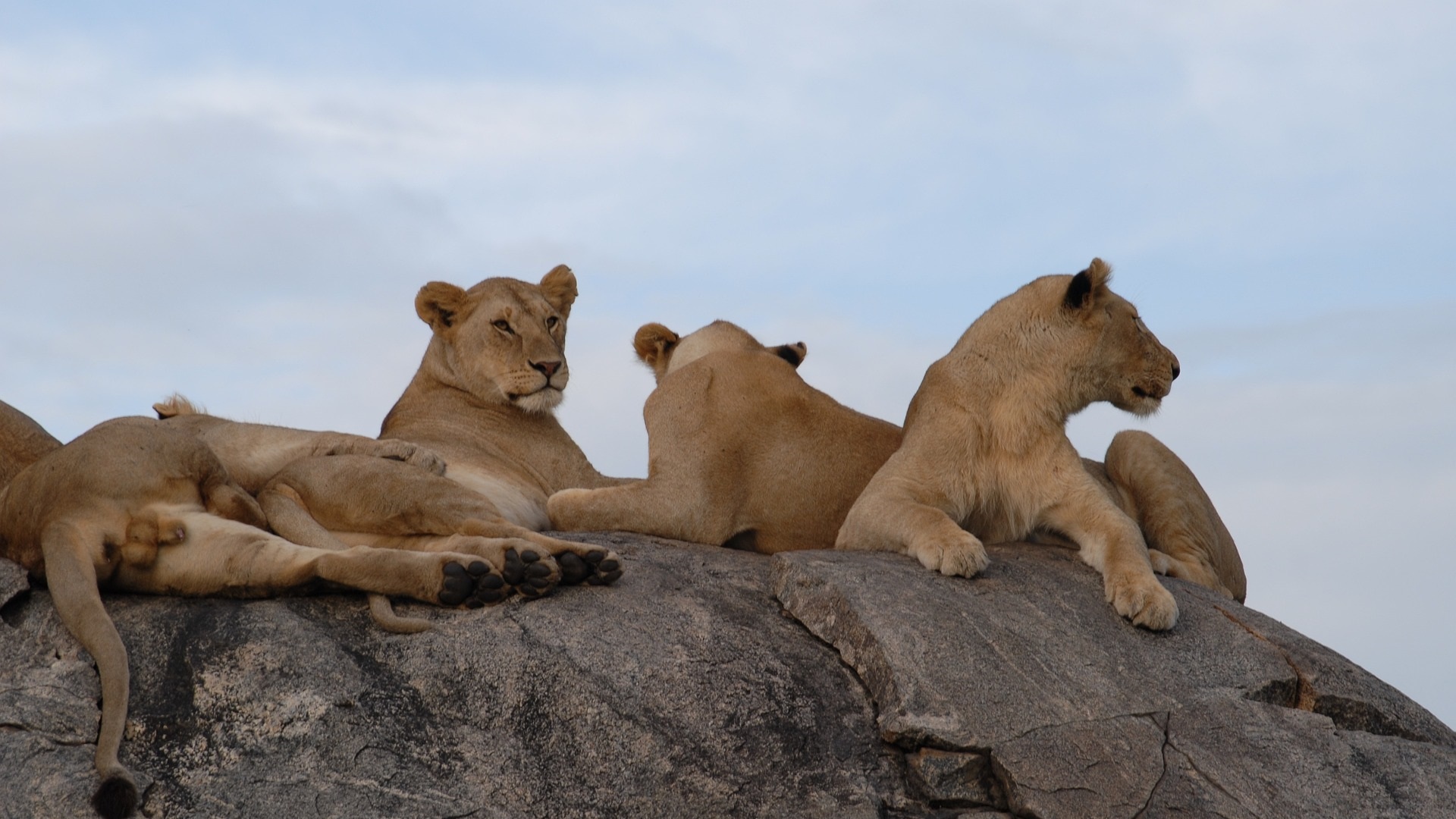 4 Days Safari