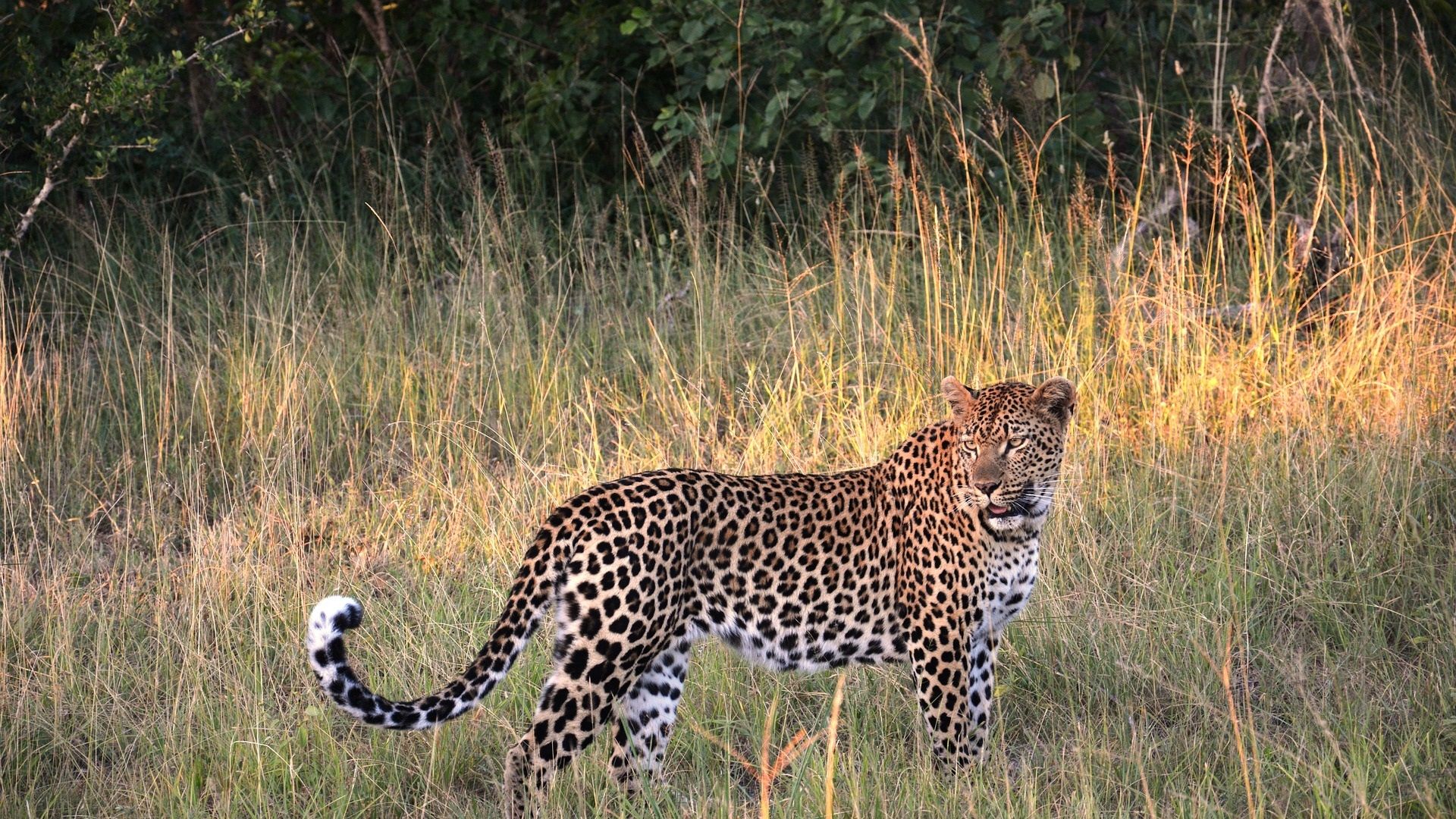 5 Days Safari