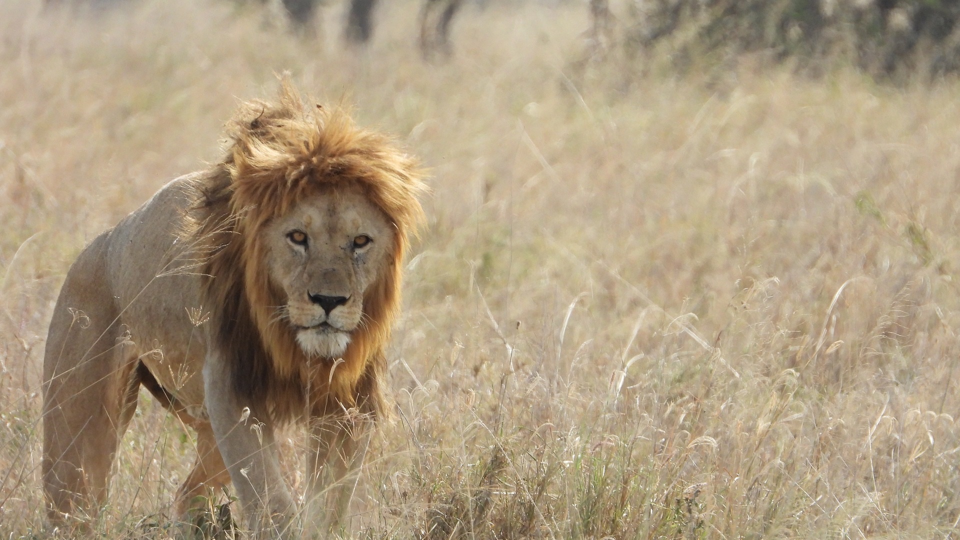 6 Days Safari