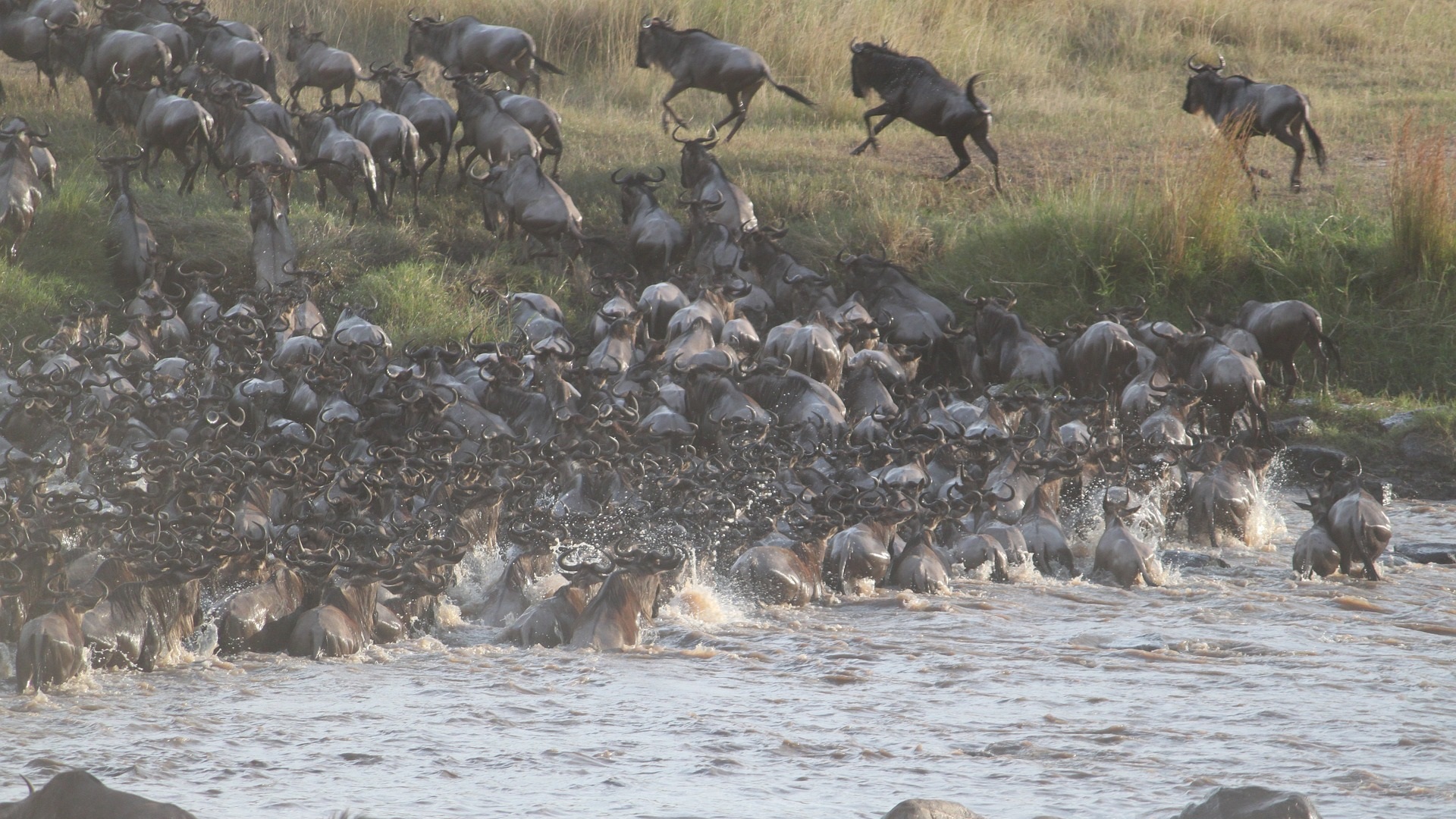 8 Days Safari