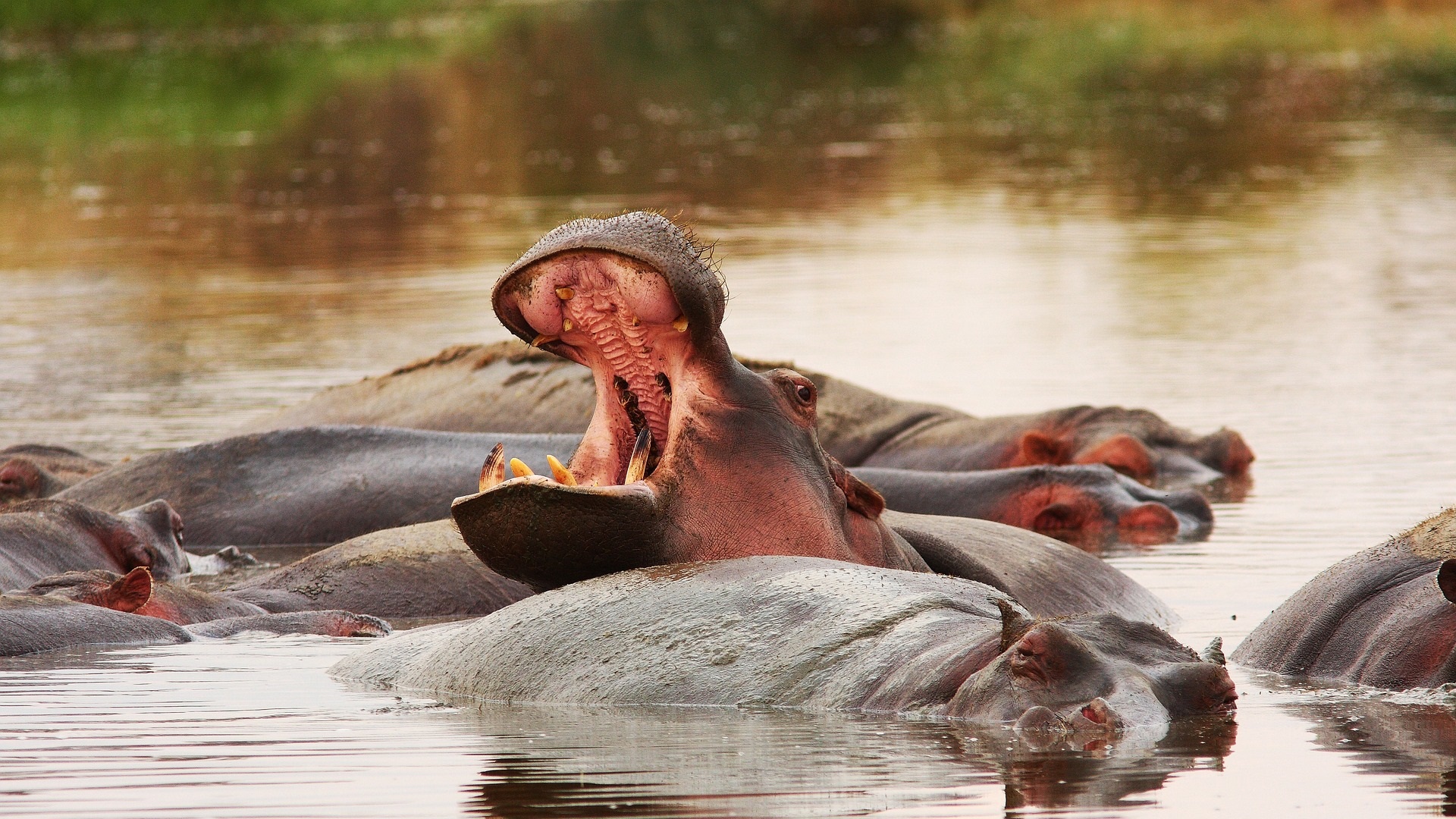 7 Days Safari